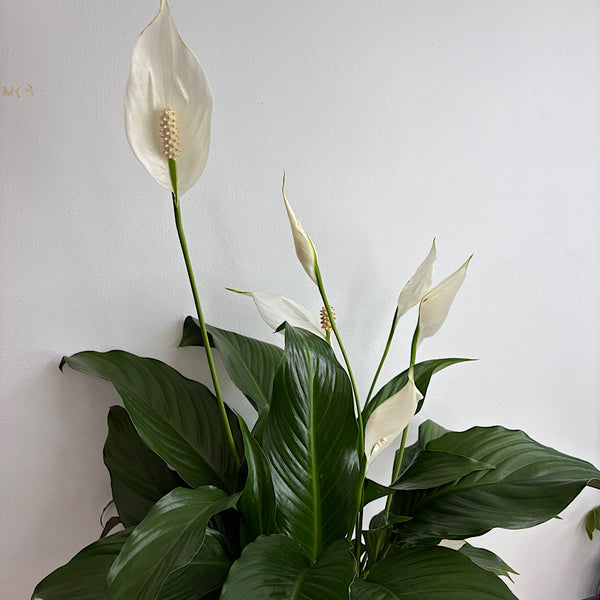Peace Lily in X-Large Hana Egg Pot White