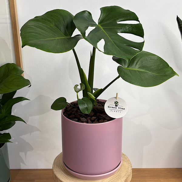Monstera Deliciosa in Large Oslo Pot Mallow