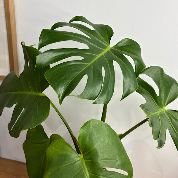 Monstera Deliciosa in Large Oslo Pot Dusty Rose