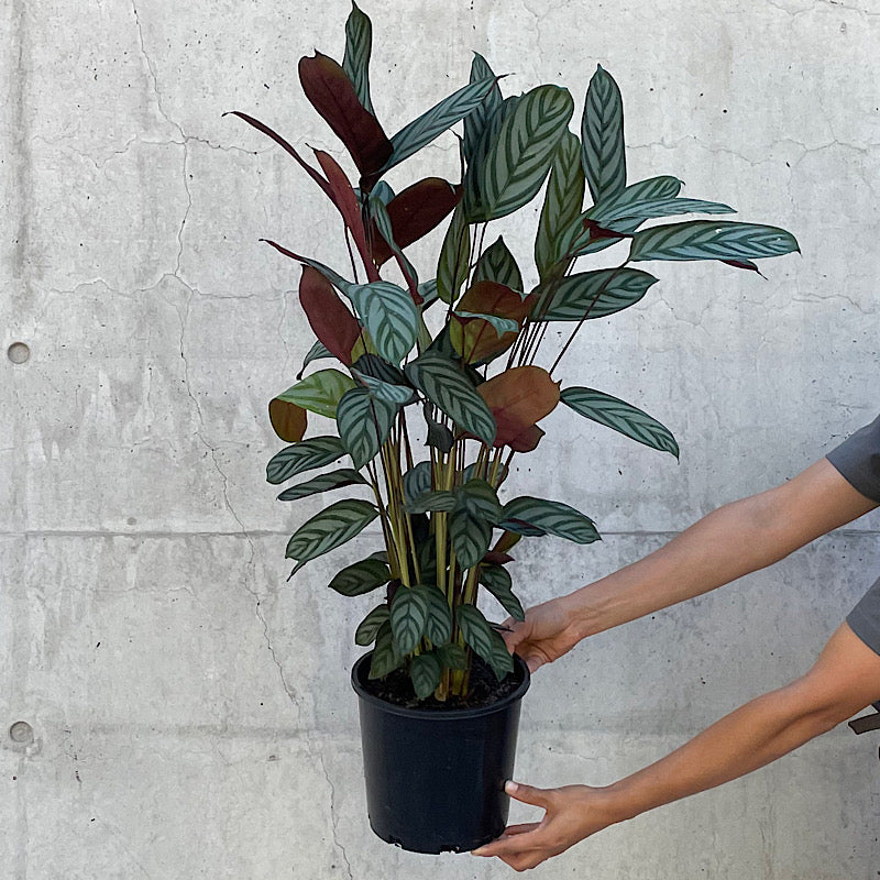 walnuss bonsai kaufen Bonsai Anzuchtset kaufen ➤ Handmade & Plastikfrei