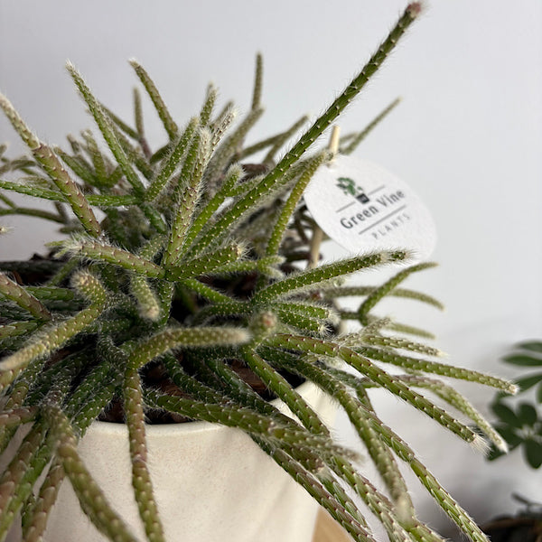 Rhipsalis in Comet Planter Oatmeal