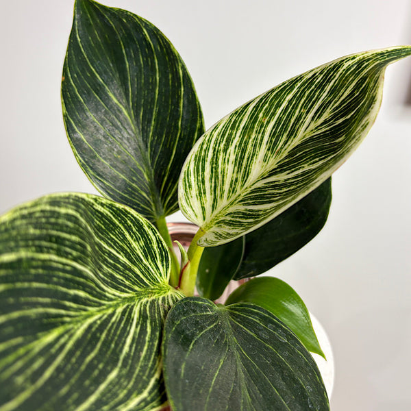 Hydro Philodendron Birkin in Barcelona Glass