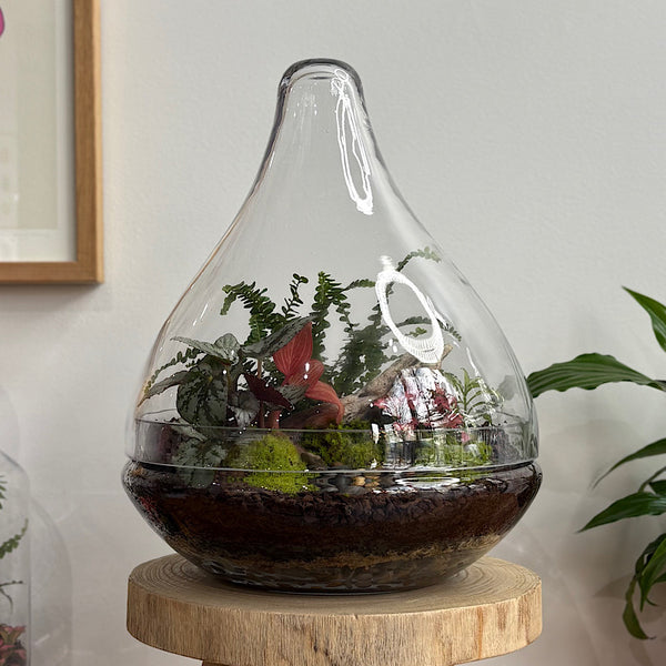 Large Luka Teardrop Dome Lush Terrarium #2608