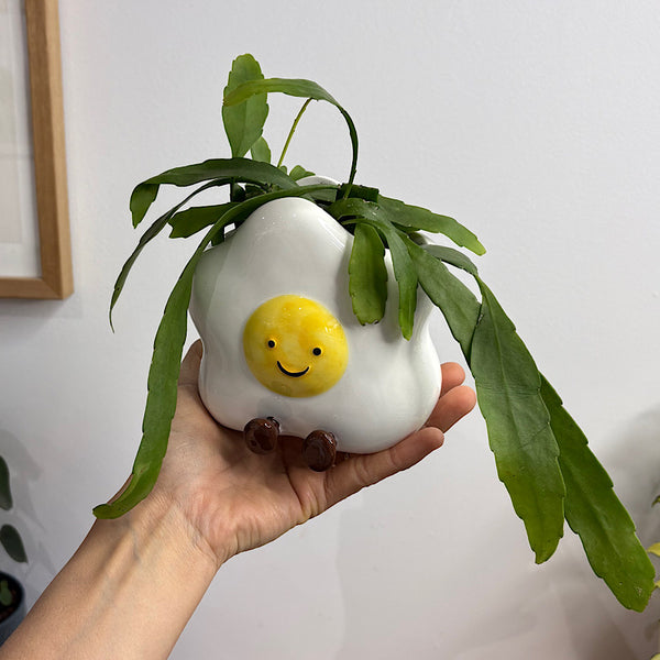 Rhipsalis in Ellie Egg Pot