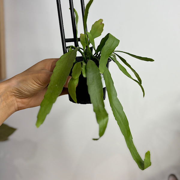 Rhipsalis Ramulosa 80mm