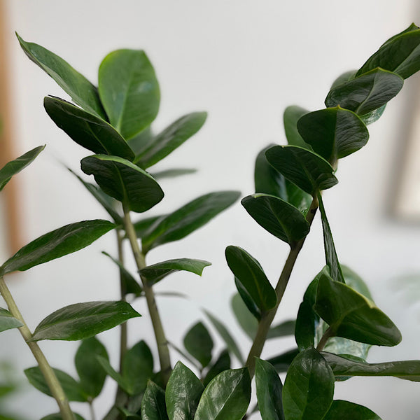 Zanzibar Gem in Large Oslo Pot Navy