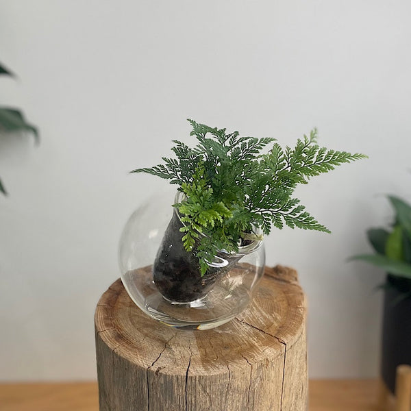 Rabbits Foot Fern in Medium Tilted Self Watering Glass Pot