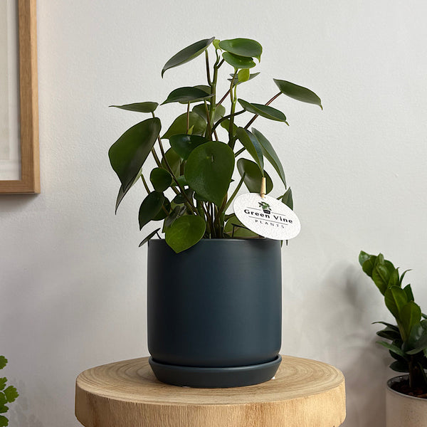 Peperomia Polybotrya Raindrop in Small Oslo Navy
