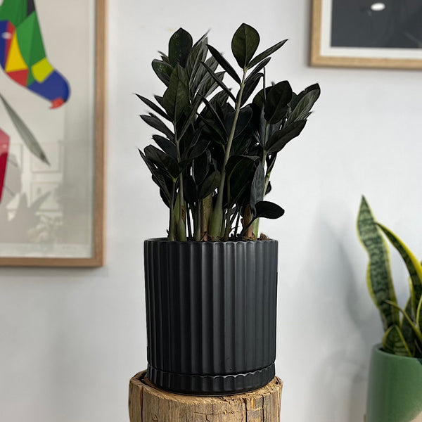 Jungle Warrior Black ZZ Plant in Large Athens Planter Black