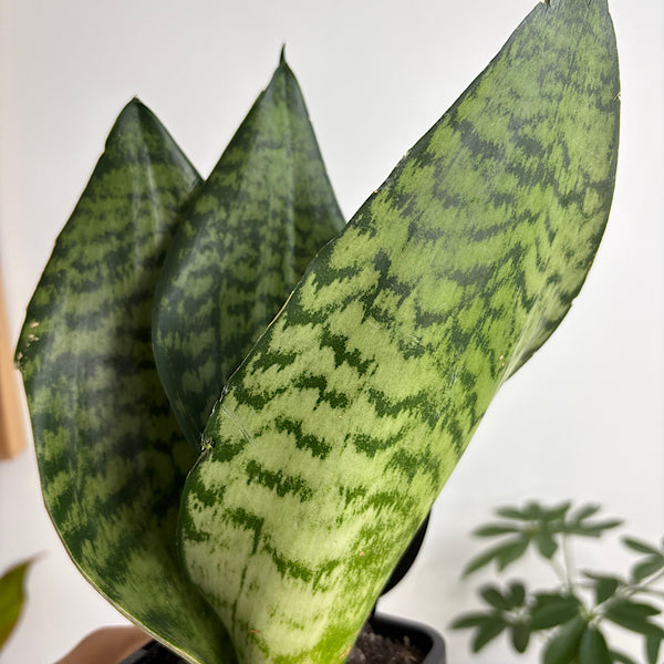 Sansevieria Trifasciata Snake Plant 100mm