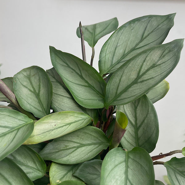 Ctenanthe Grey Star 130mm