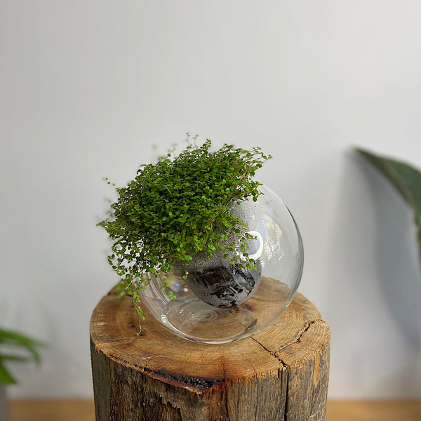Baby's Tears in Medium Tilted Self Watering Glass Pot