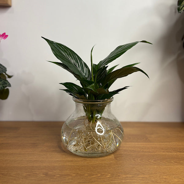 Peace Lily in Posy Squat Vase 15cm