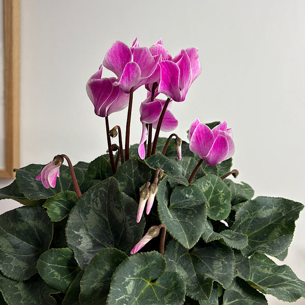 Cyclamen Allure Flame 130mm