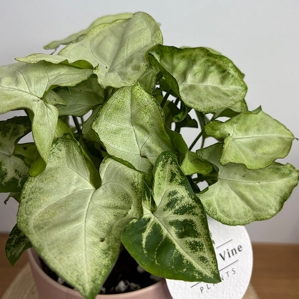 Syngonium White Butterfly in Small Oslo Pot Peach