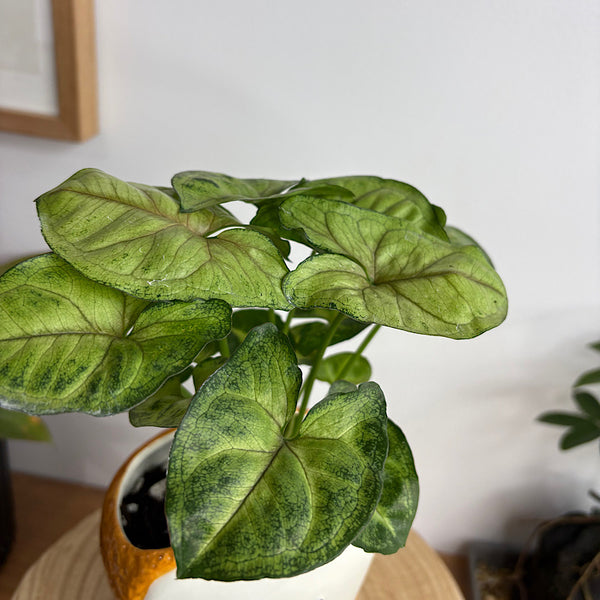 Syngonium in Teddy Toast Pot