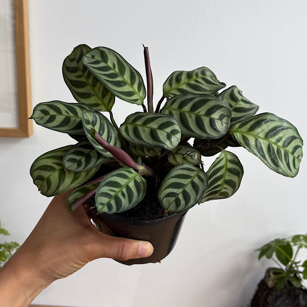 Ctenanthe Burle-Marxii 120mm