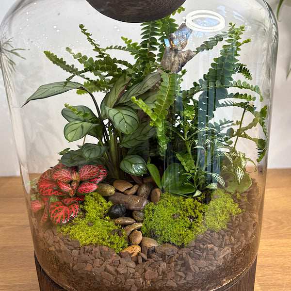Large Helga Terrarium with Lush Forrest with Timber Base and Ball #0209