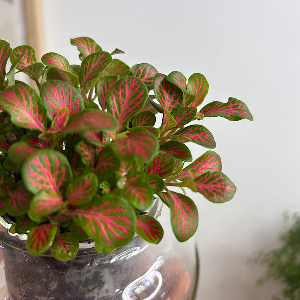 Fittonia in Small Self Watering Glass Pot