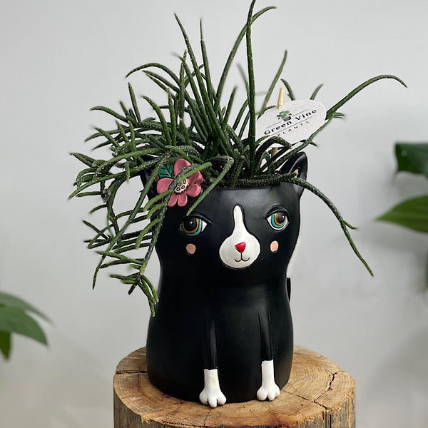 Rhipsalis in Black Pretty Kitty Pot