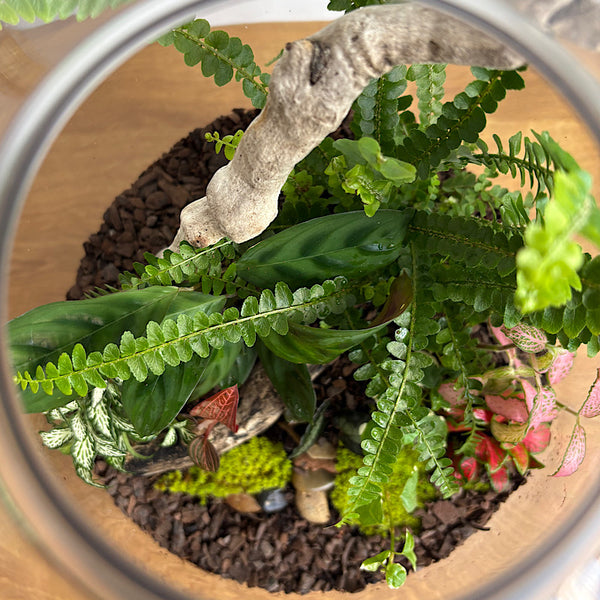 X-Large Helga Terrarium with Lush Forrest with Timber Base and Ball #0209