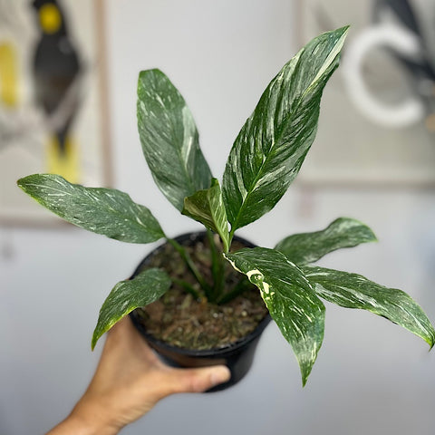 Spathiphyllum Jet Diamond Variegated Peace Lily 130mm
