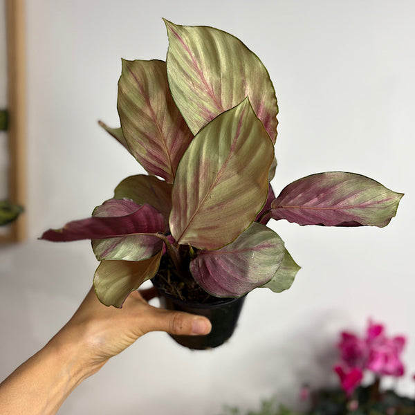 Calathea Silver Plate 100mm