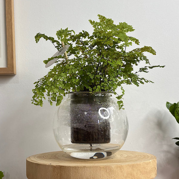 Maidenhair Fern in Medium Self Watering Glass Pot