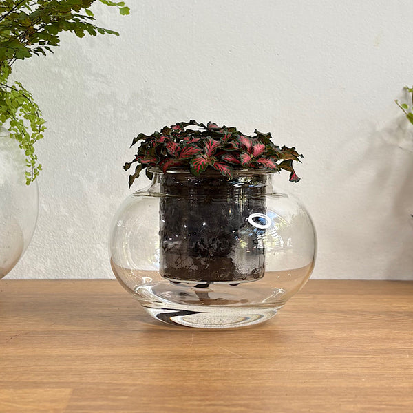 Fittonia Red in Small Self Watering Glass Pot