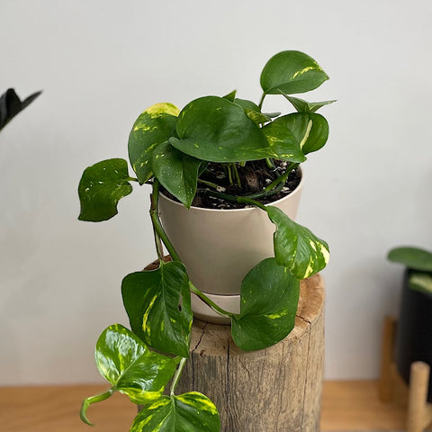 Devil's Ivy in Small Hamburg Pot Parchment