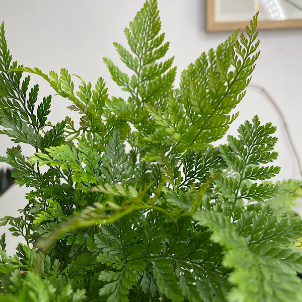 Rabbits Foot Fern 105mm