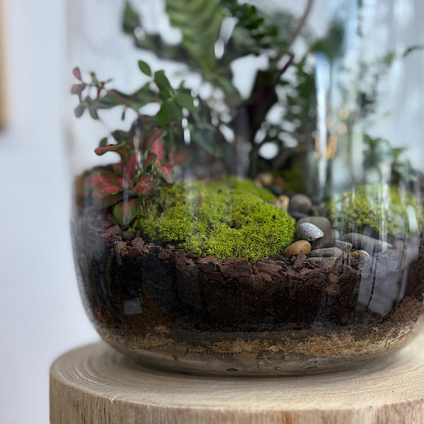 X-Large Globe Terrarium with Lush Forest #2508