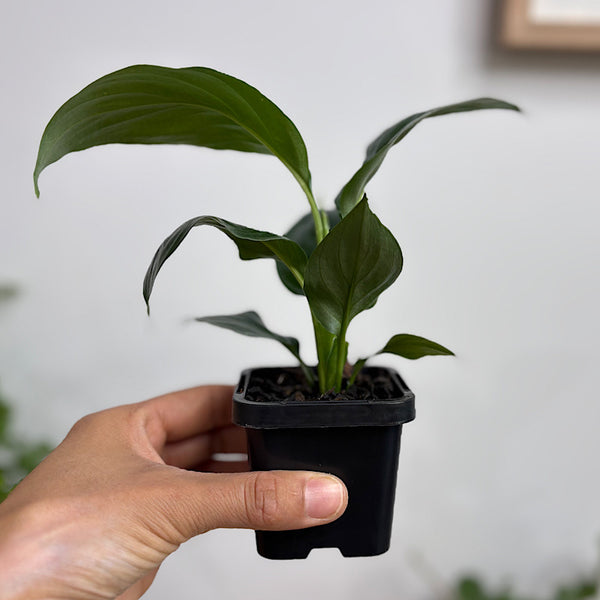 Spathiphyllum Dwarf Sensation 65mm