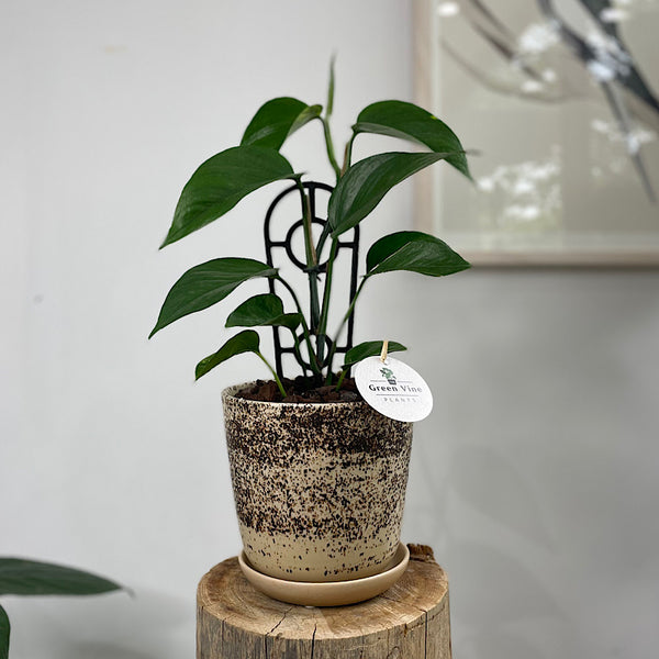 Green Dragon in Medium Gerti Cookies & Cream Pot