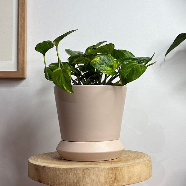 Devil's Ivy in Small Hamburg Pot Parchment