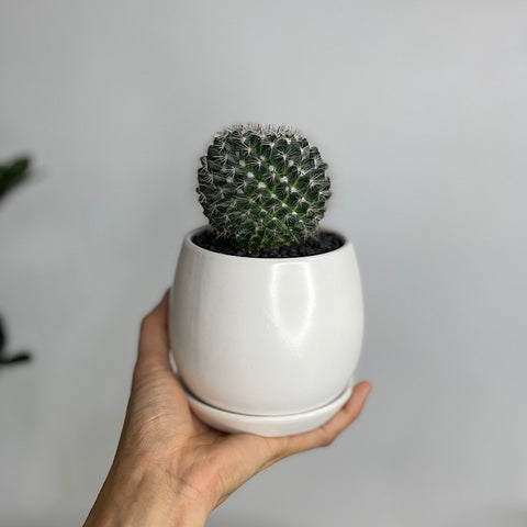 Cactus in X-Small Egg Pot White