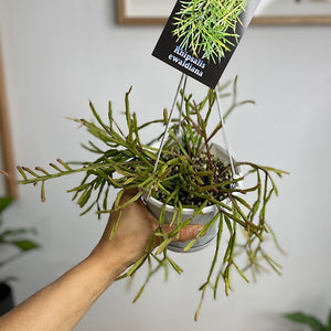 Rhipsalis Ewaldiana 130mm Hanging