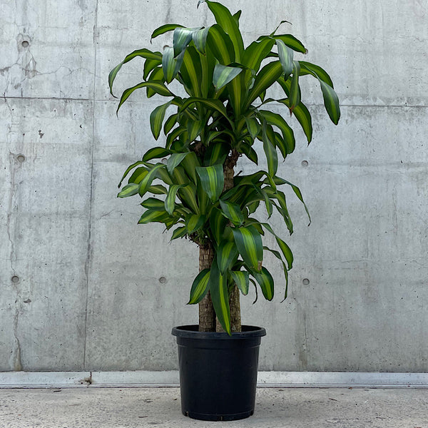 Dracaena Fragrans Massangeana Happy Plant 300mm