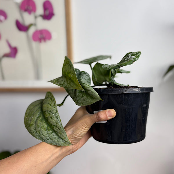 Scindapsus Exotica 155mm