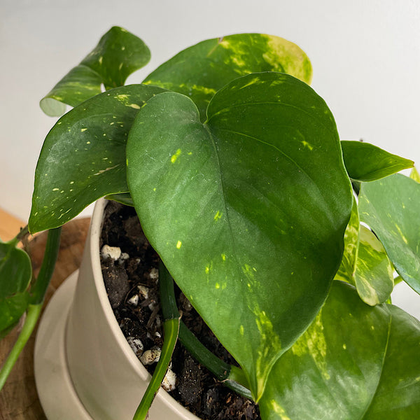 Devil's Ivy in Small Hamburg Pot Parchment