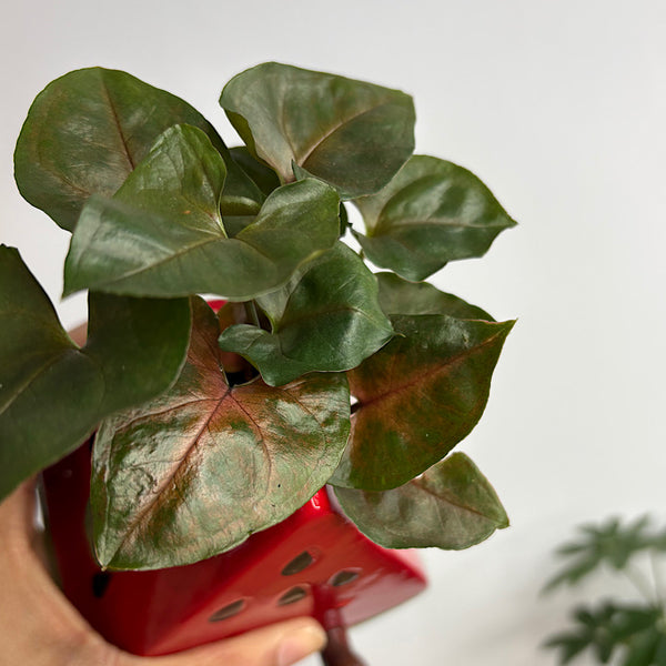 Syngonium in Winnie Watermelon Pot