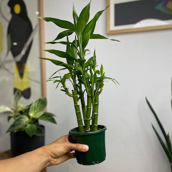 Dracaena Sanderiana Lucky Bamboo 110mm