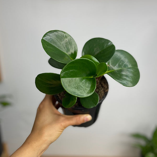 Peperomia Obtusifolia Jade Baby Rubber Plant 120mm