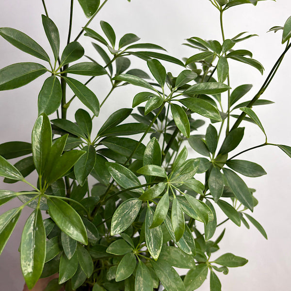 Schefflera Arboricola Dwarf Umbrella Tree 170mm