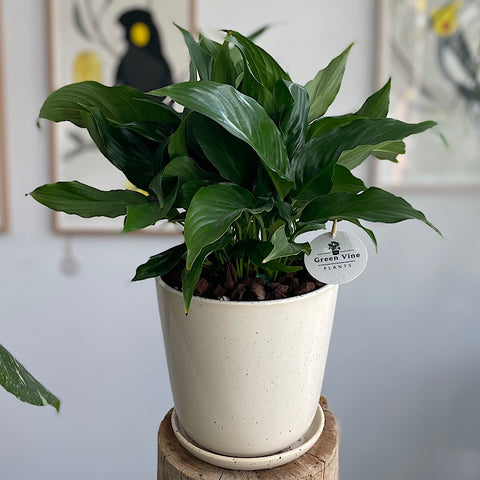 Peace Lily in Large Gerti Pot Speckled White