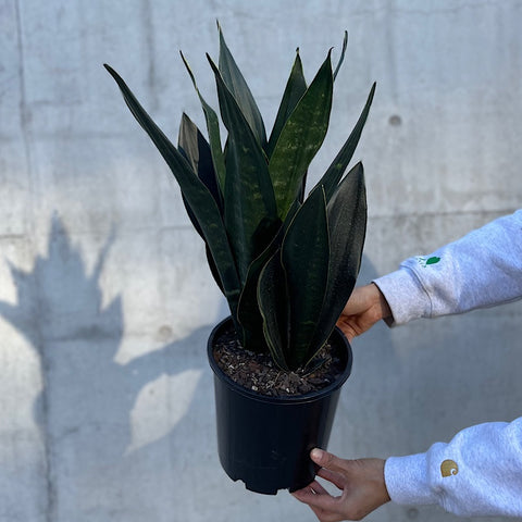 Sansevieria Black Diamond Snake Plant 200mm