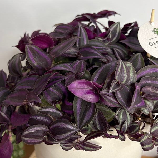 Tradescantia Zebrina Spiderwort in Large Comet Planter Oatmeal