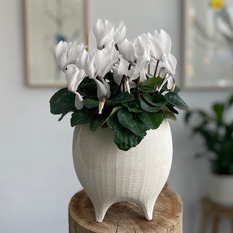 Cyclamen White in Alena Pot White