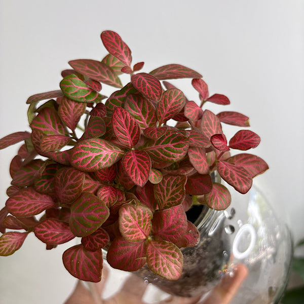 Fittonia in Medium Tilted Self Watering Glass Pot