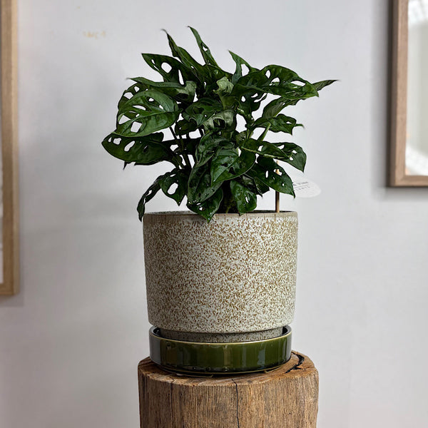 Monstera Monkey Mask in Medium Pollock Pot Limestone